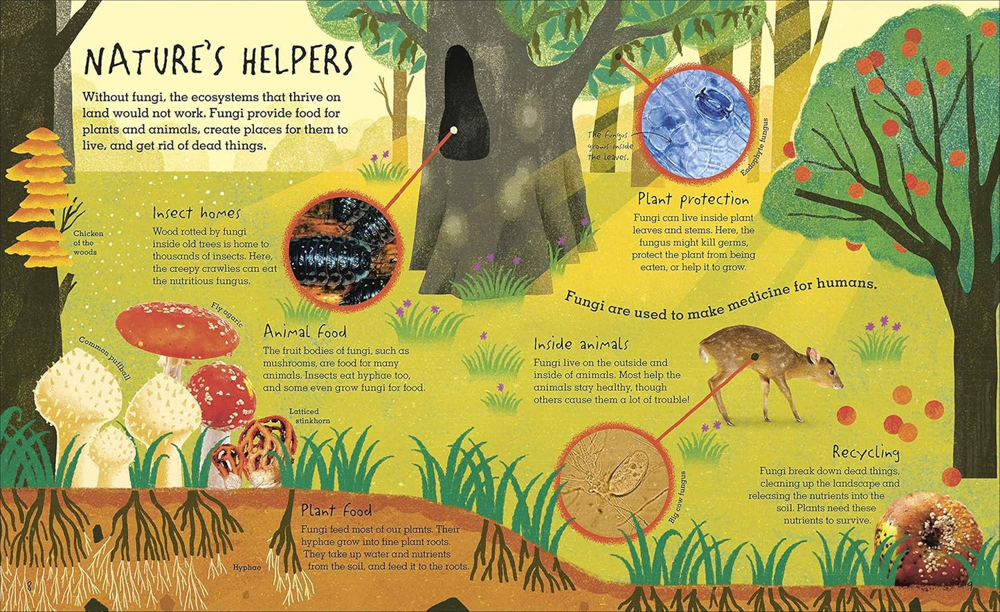Educational illustration about fungi's role in nature with text and illustrations of trees, animals, and fungi.
