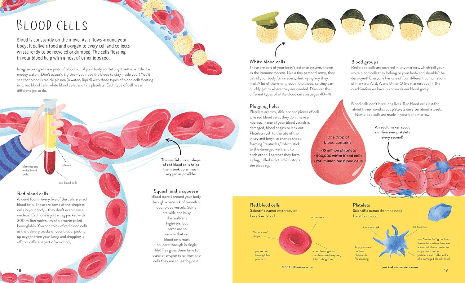Educational illustration about blood cells and blood groups with labeled diagrams and text.