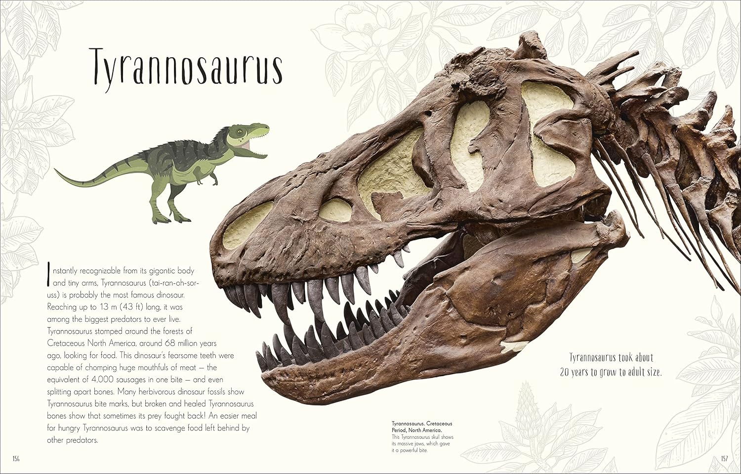 Dinosaur skeleton model of Tyrannosaurus with text on a light background