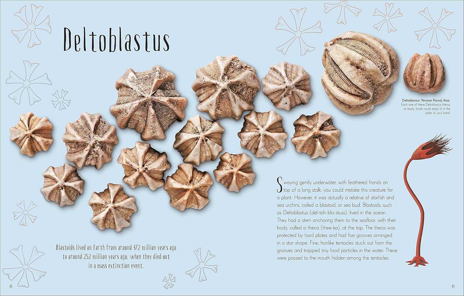 Illustration of fossilized plant-like structures labeled 'Deltoblastus' on a light blue background with snowflake patterns.