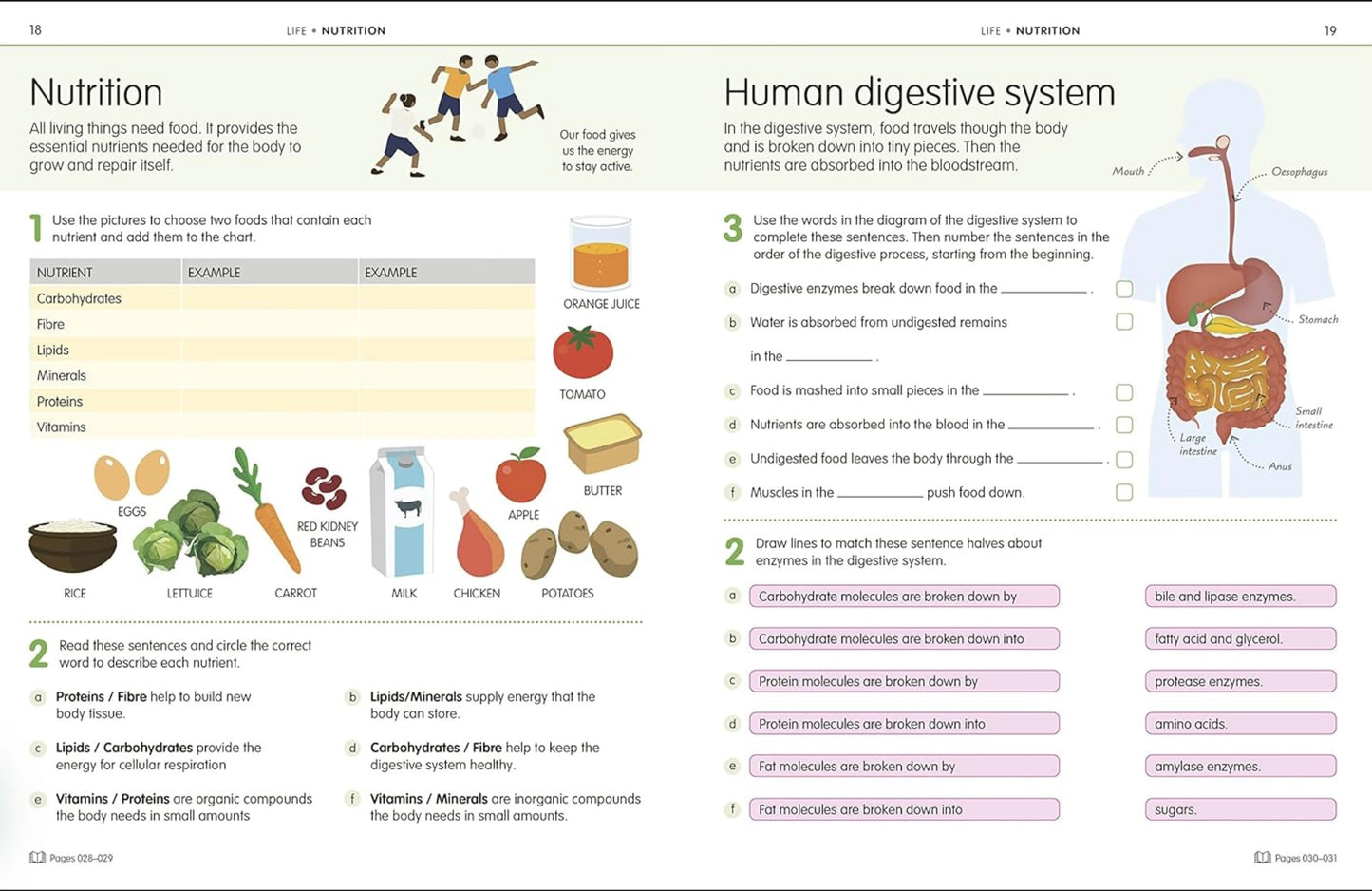 Educational diagram of the human digestive system with illustrations and text.