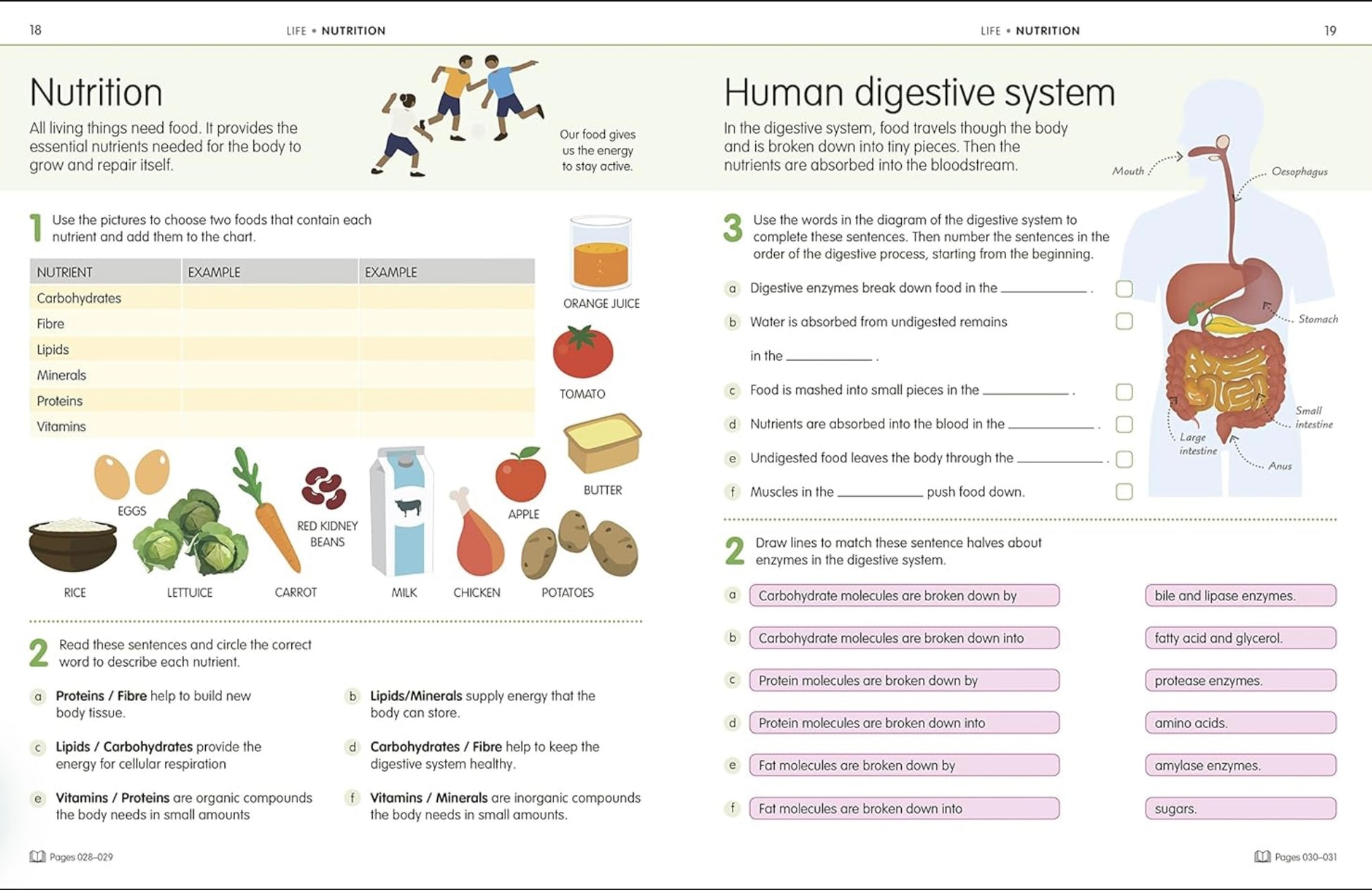Educational diagram of the human digestive system with illustrations and text.