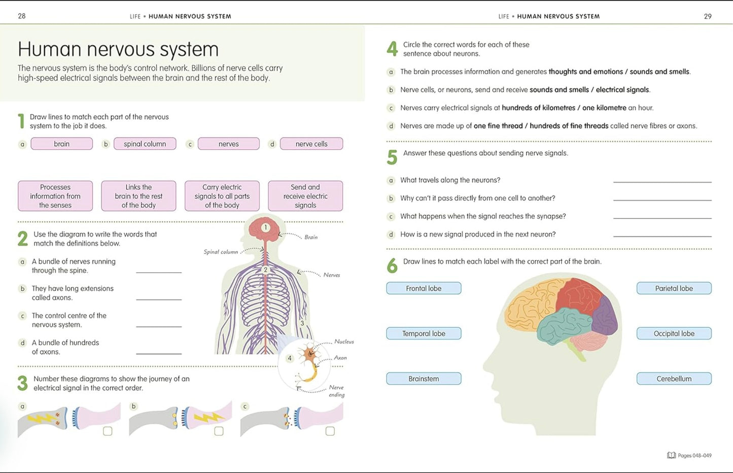 Educational worksheet on the human nervous system with diagrams and text.