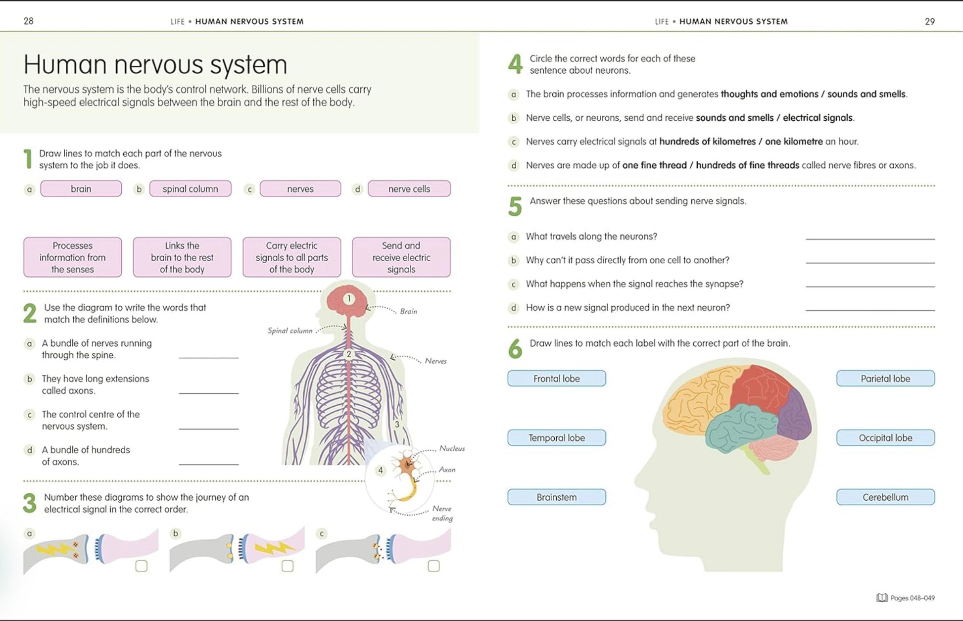 Educational worksheet on the human nervous system with diagrams and text.