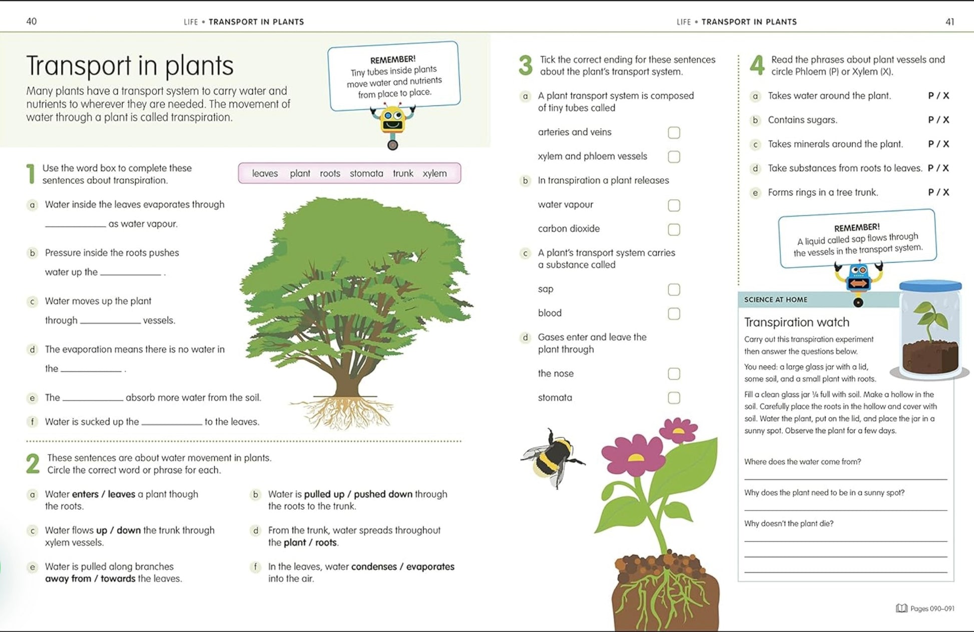 Educational worksheet on transport in plants with illustrations and text.