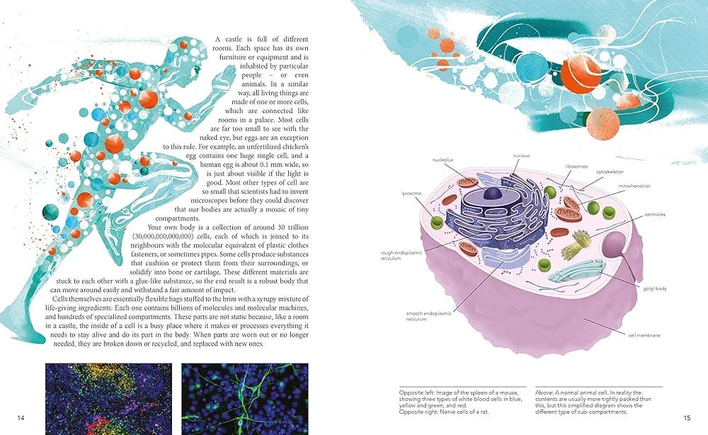 Illustration of a cell with various organelles and text on a white background