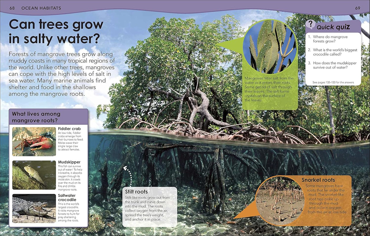 Educational illustration about mangrove trees growing in salty water with text and images.