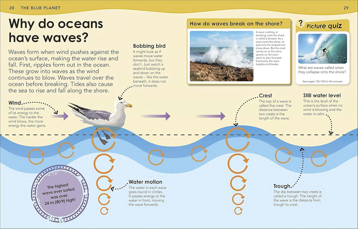 Educational illustration about ocean waves with a seagull and wave formation diagram.