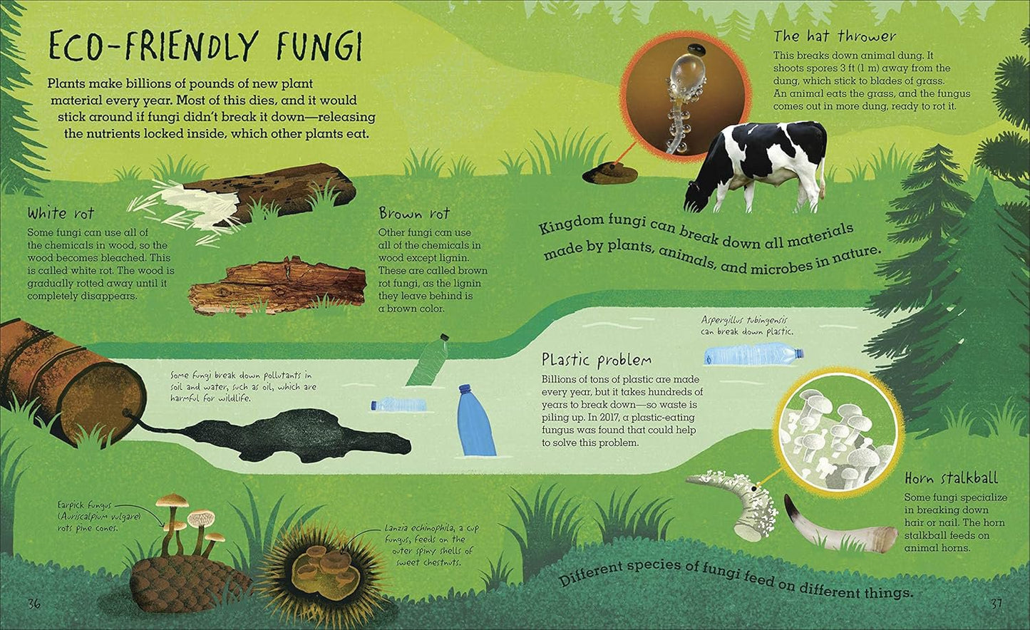 Educational infographic about eco-friendly fungi with illustrations and text on a green background.