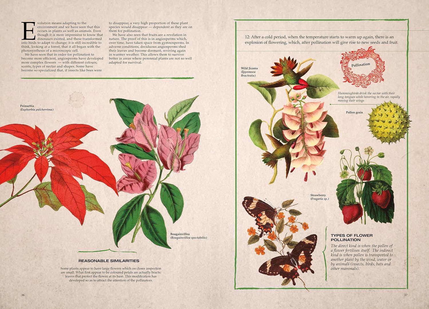 Illustrated book page with flowers and pollination diagrams on a beige background